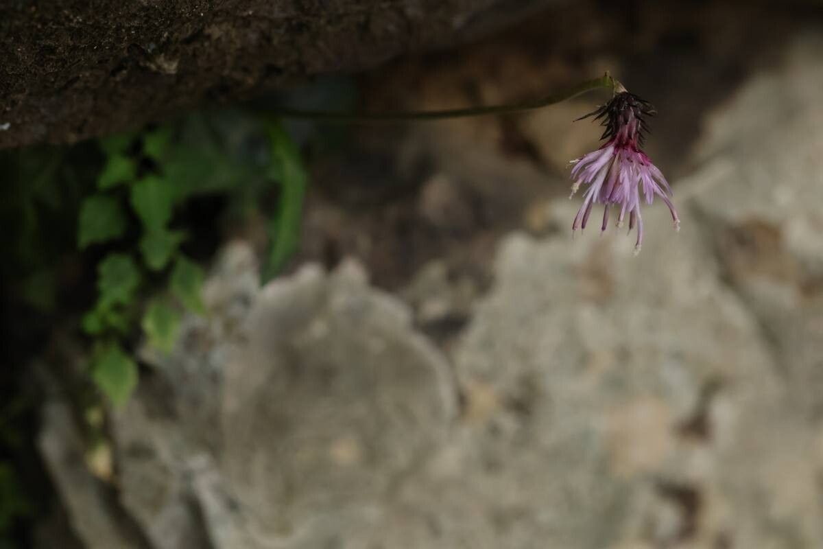 Cirsium tashiroi flower
