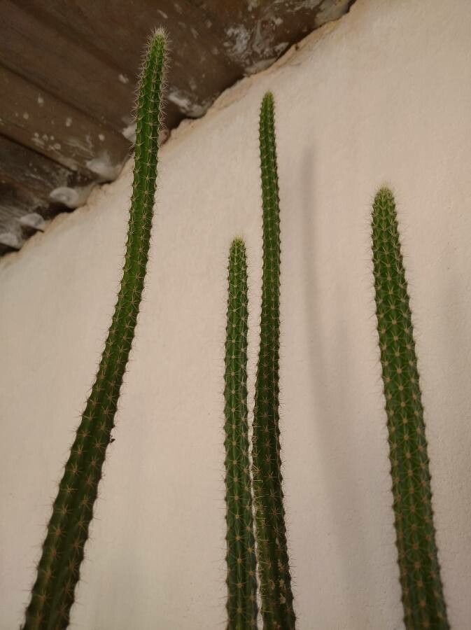 Echinocereus poselgeri leaf