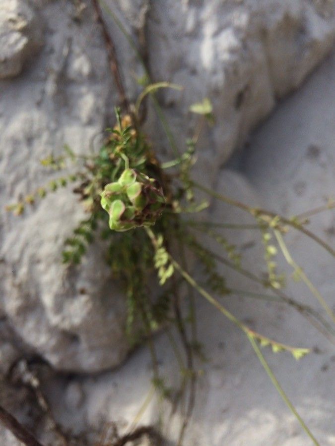 Pimpinella tragium fruit