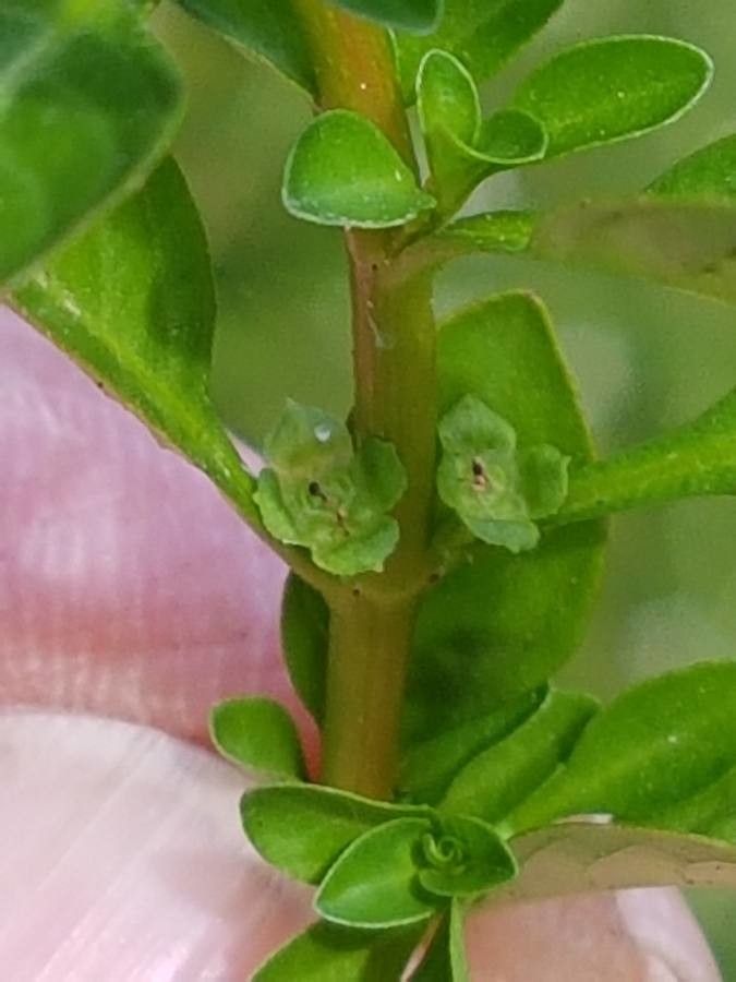 Ludwigia palustris flower