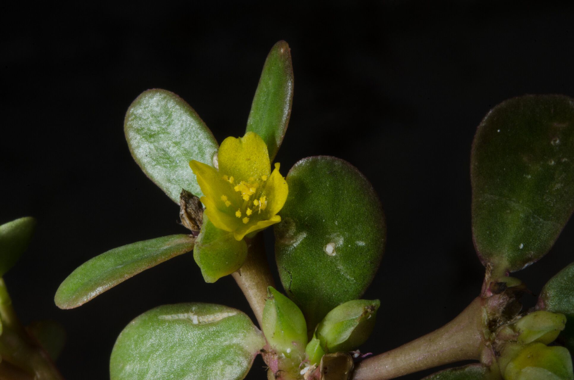 Portulaca granulatostellulata flower