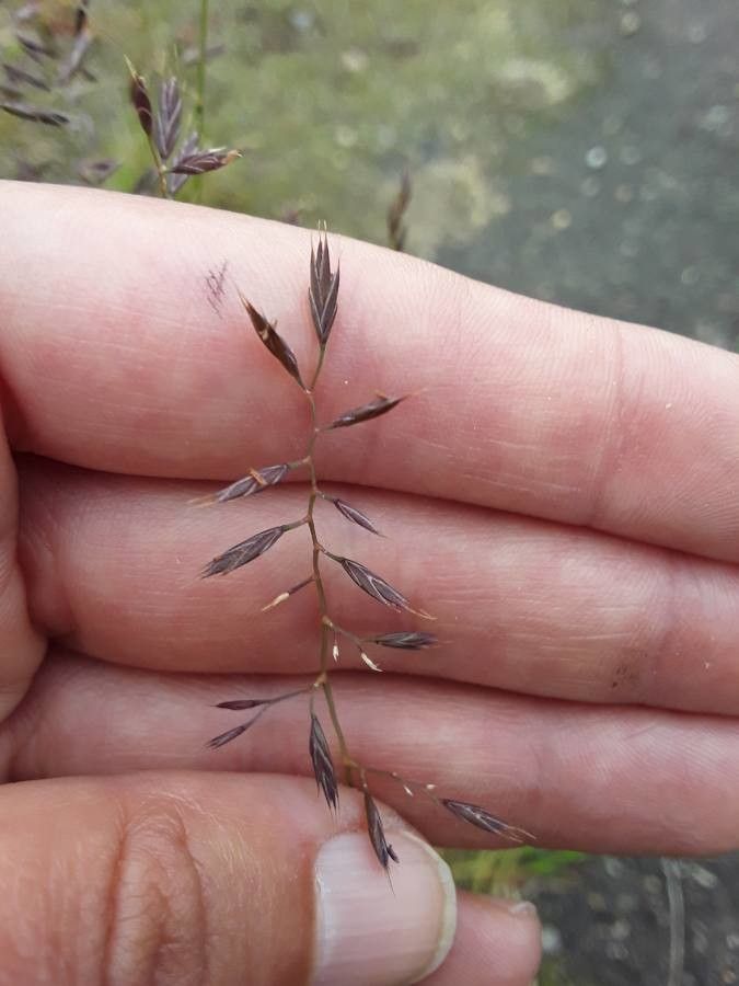 Tridens flavus flower