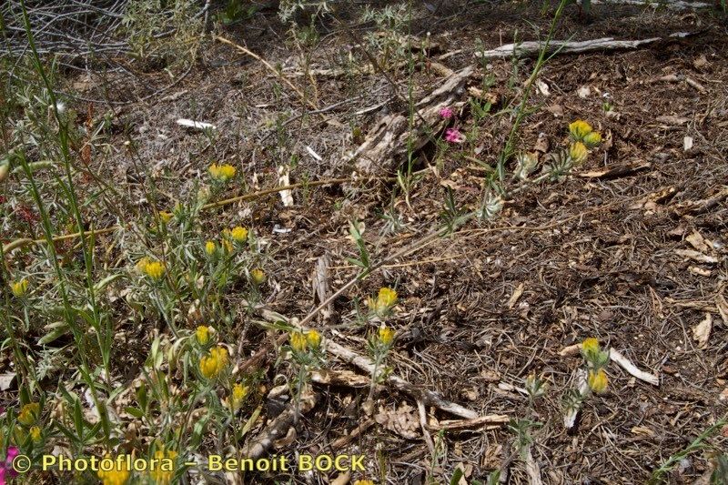 Anthyllis hamosa habit