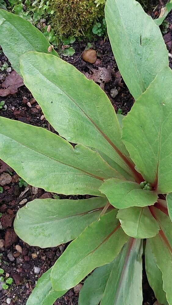 Primula clevelandii leaf