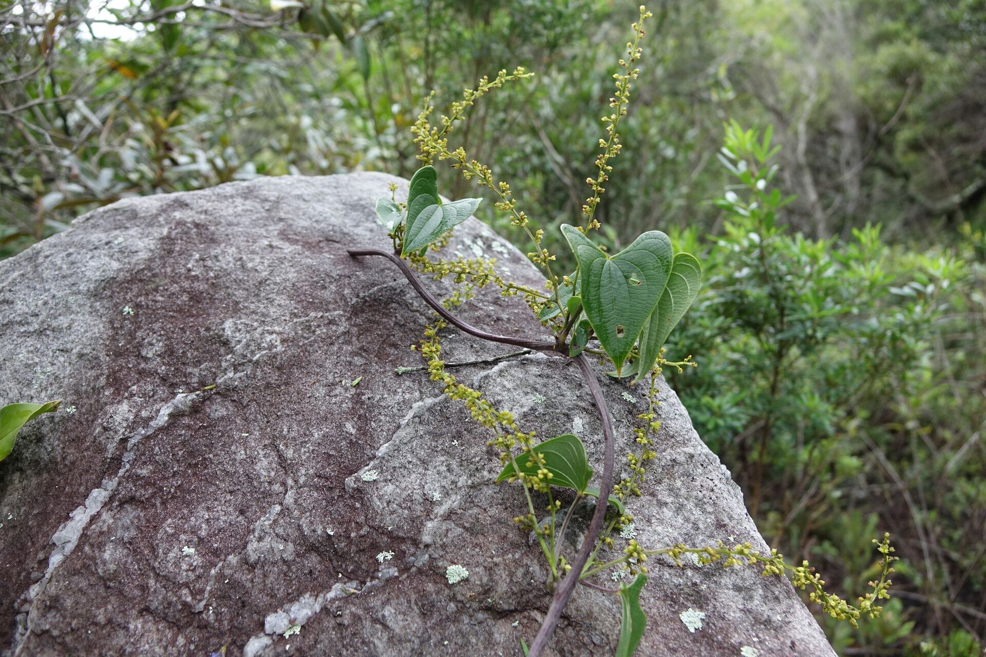 Dioscorea heteropoda habit