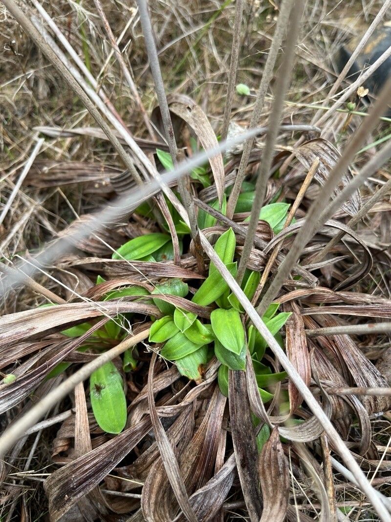 Armeria gaditana — houseplant care guide