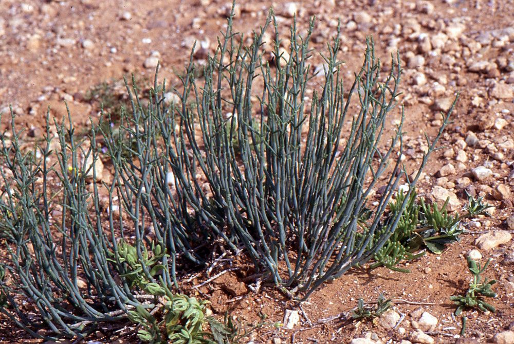 Anabasis syriaca habit