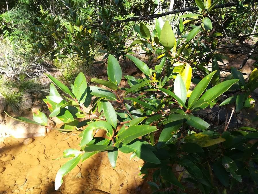 Garcinia balansae habit