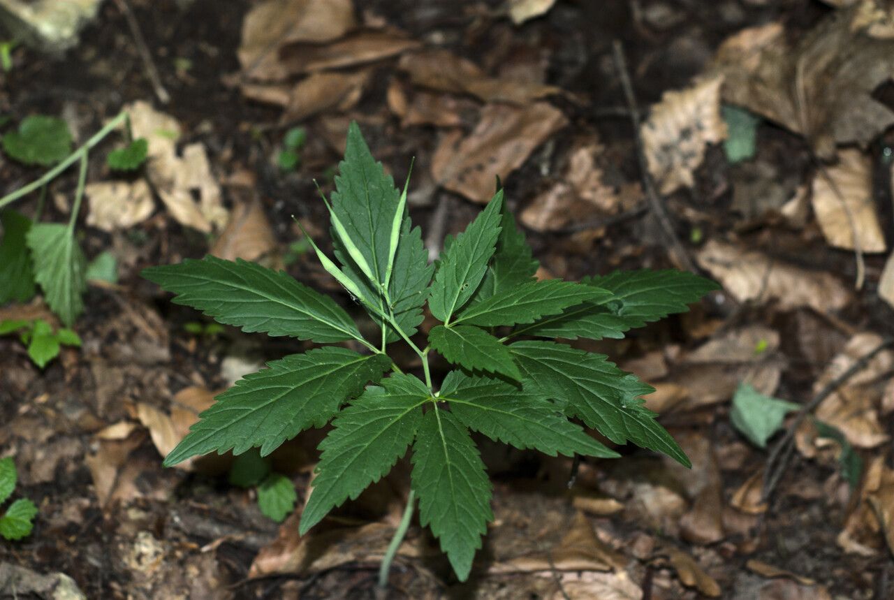 Cardamine glanduligera fruit