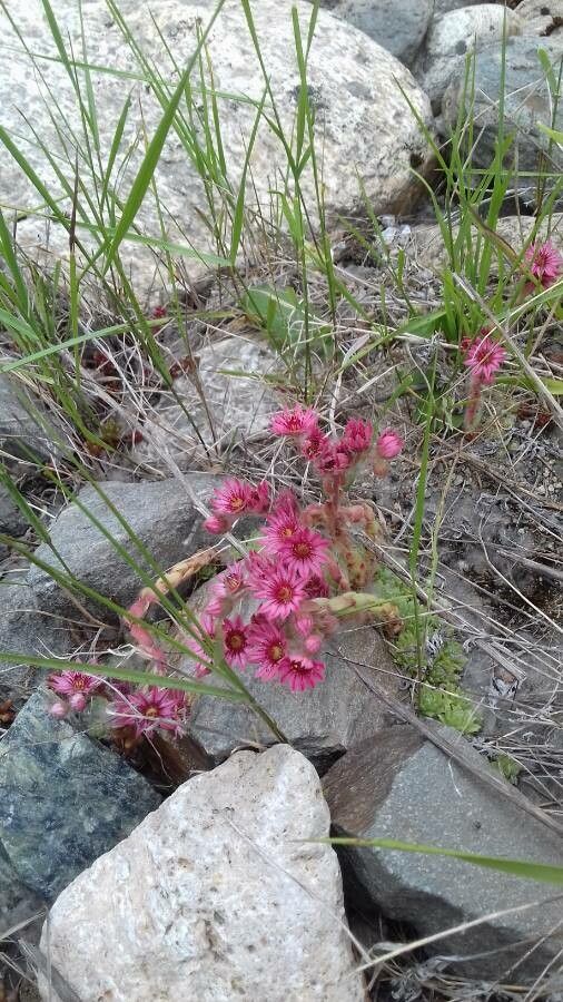Sempervivum montanum flower