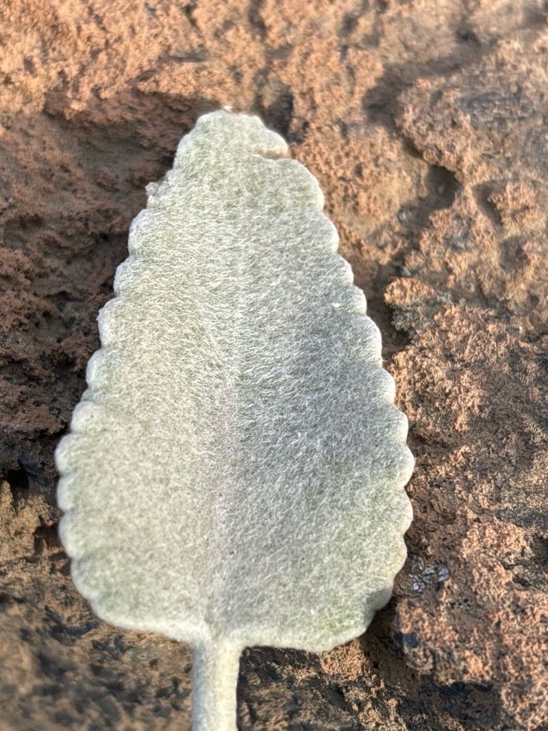 Sideritis soluta leaf