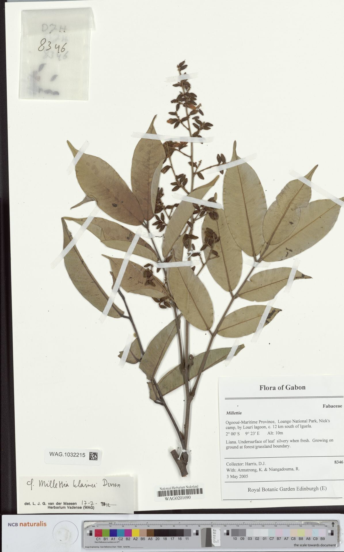 Millettia klainei — houseplant care guide