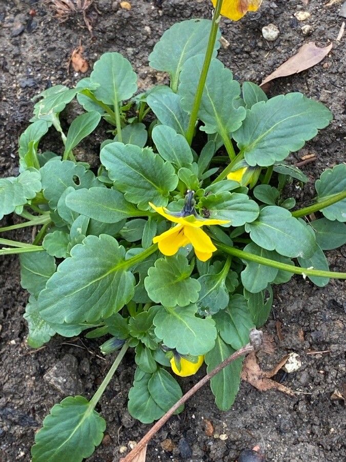 Viola X Wittrockiana