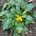 Viola X Wittrockiana