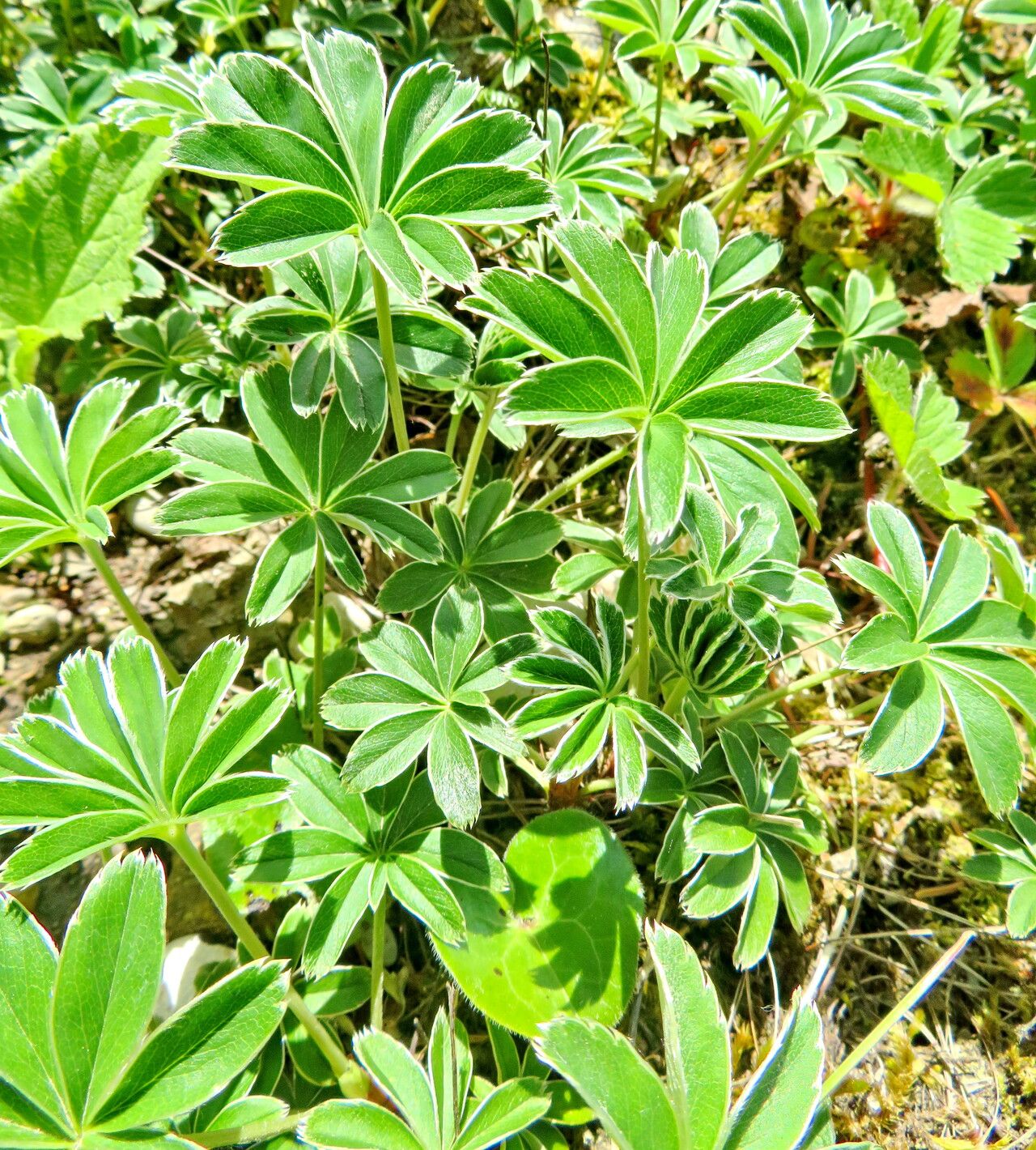 Alchemilla plicata flower