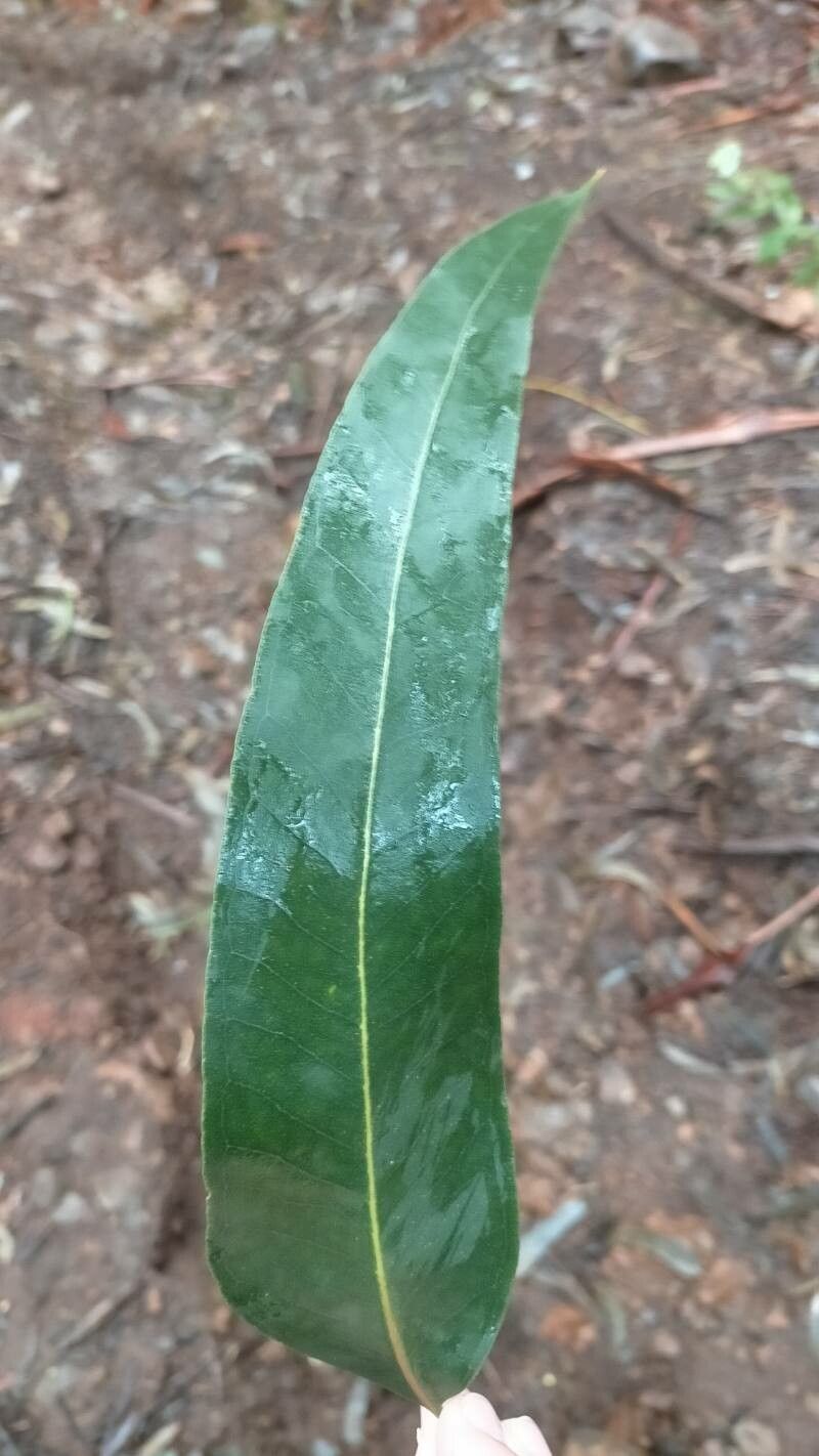 Eucalyptus regnans leaf