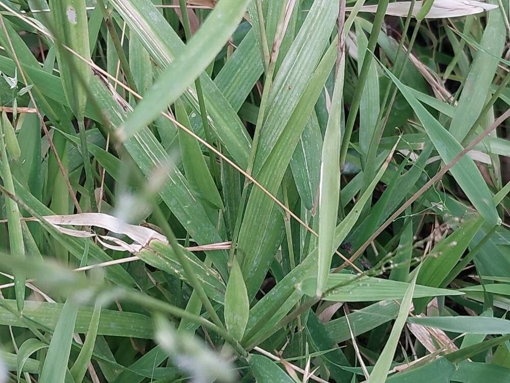 Oryza neocaledonica — houseplant care guide