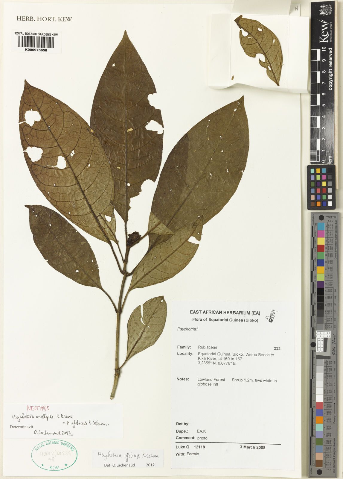 Psychotria mollipes — houseplant care guide