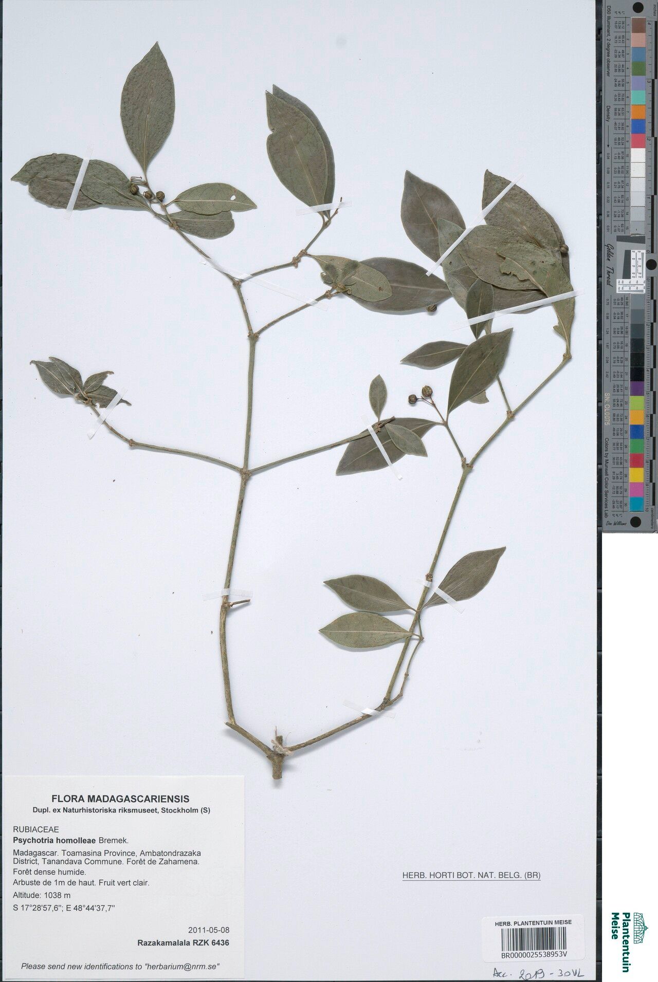 Psychotria homolleae — houseplant care guide