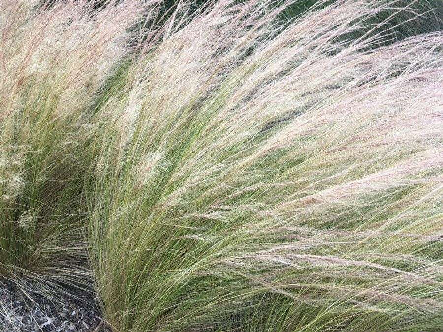 Elymus elymoides leaf