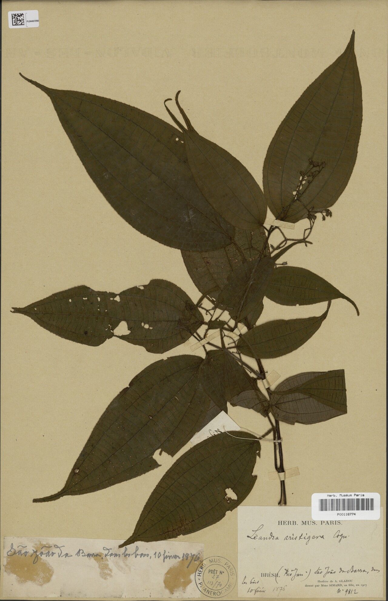 Miconia aristigera habit