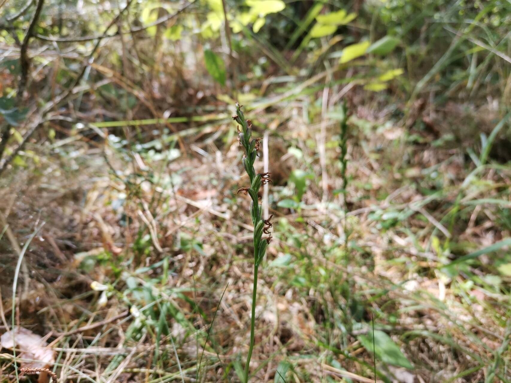 Hemipilia cucullata fruit