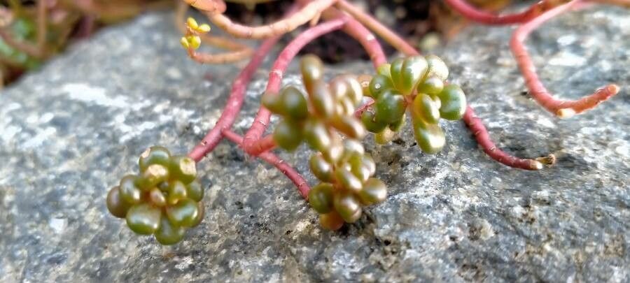 Sedum divergens leaf