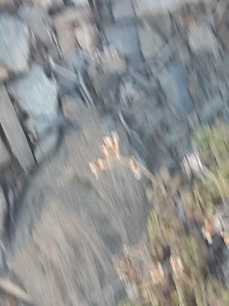 Limonium minutum flower