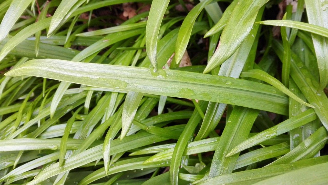 Allium paradoxum leaf