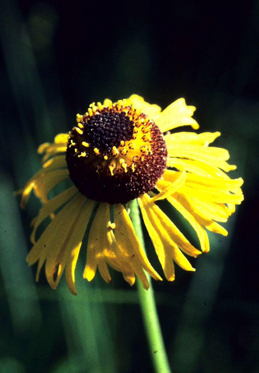 Helenium brevifolium — search result for 'Helenium'