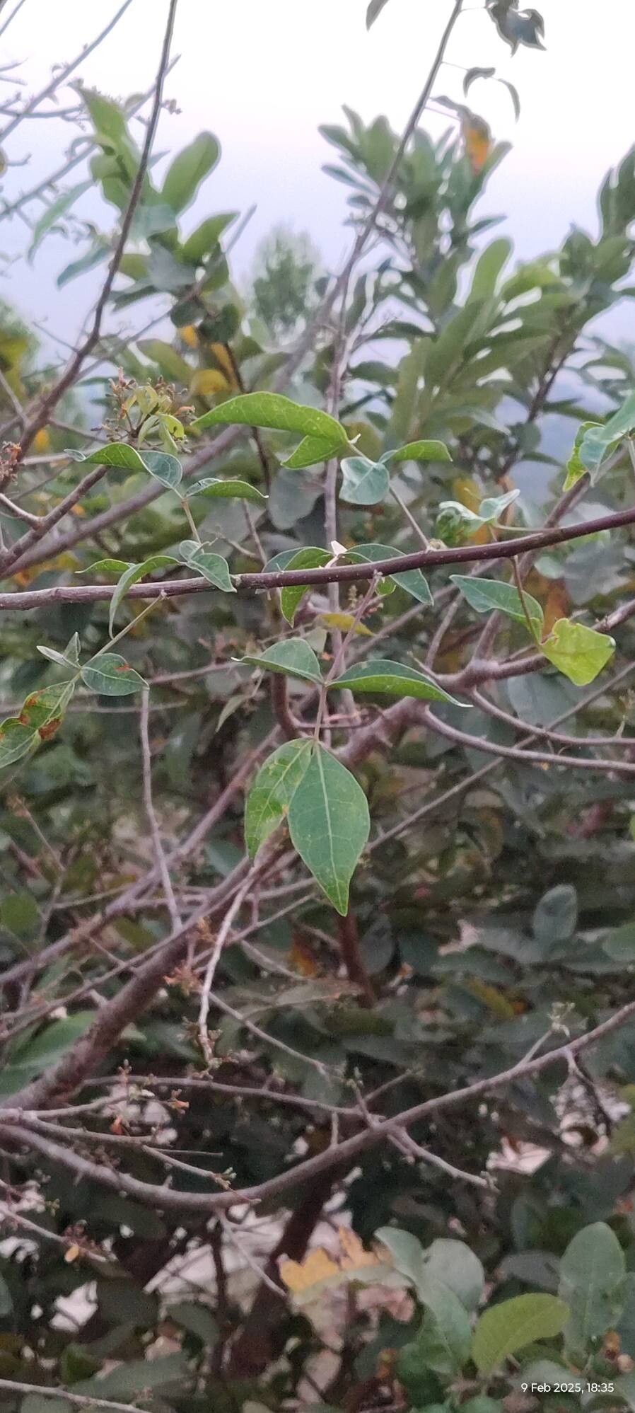 Commiphora caudata — houseplant care guide