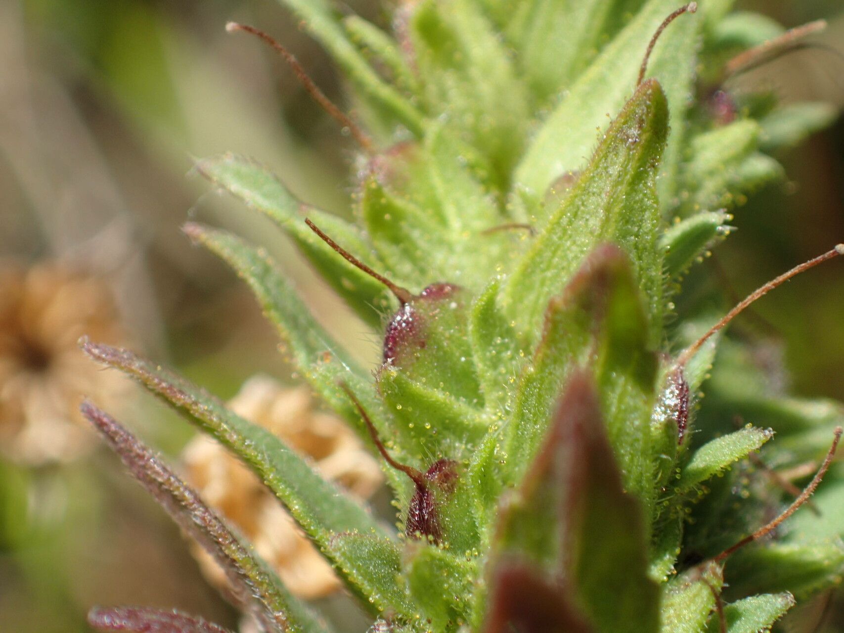Odontites cebennensis fruit