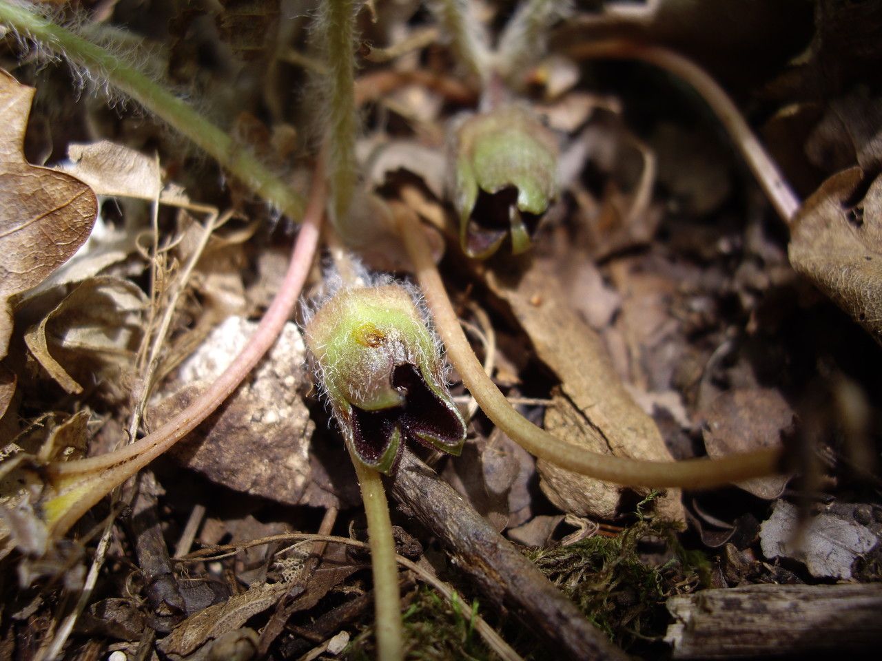 Asarum europaeum fruit