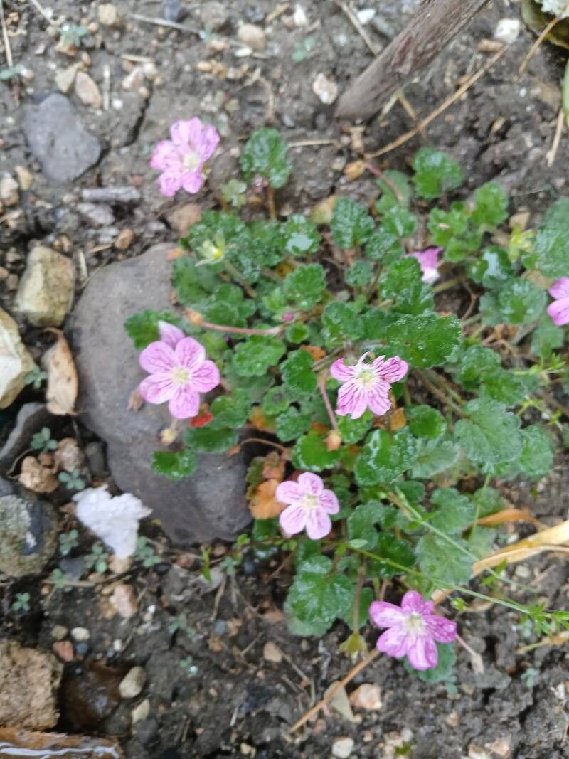 Erodium × variabile habit