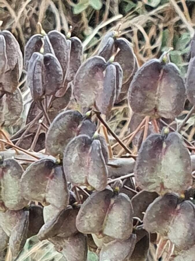 Drimia altissima fruit