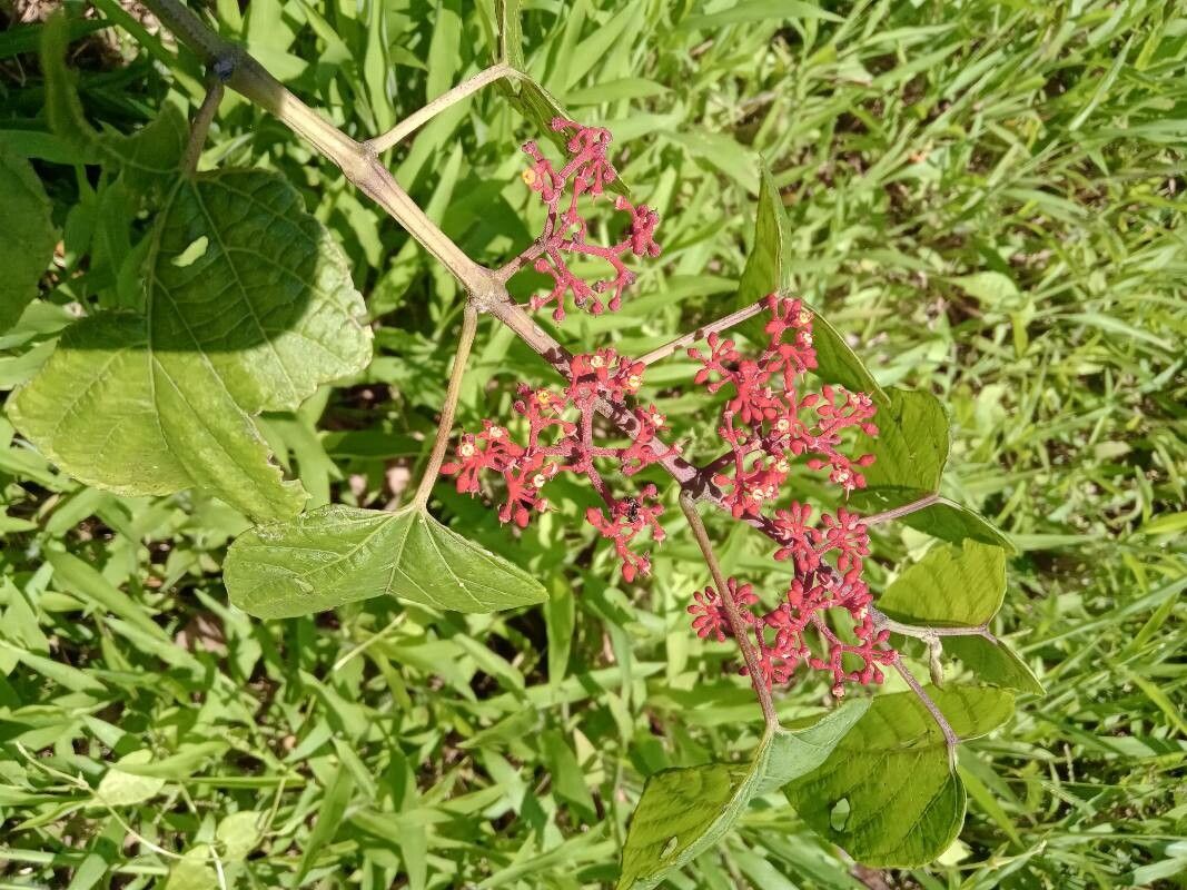 Cissus biformifolia flower