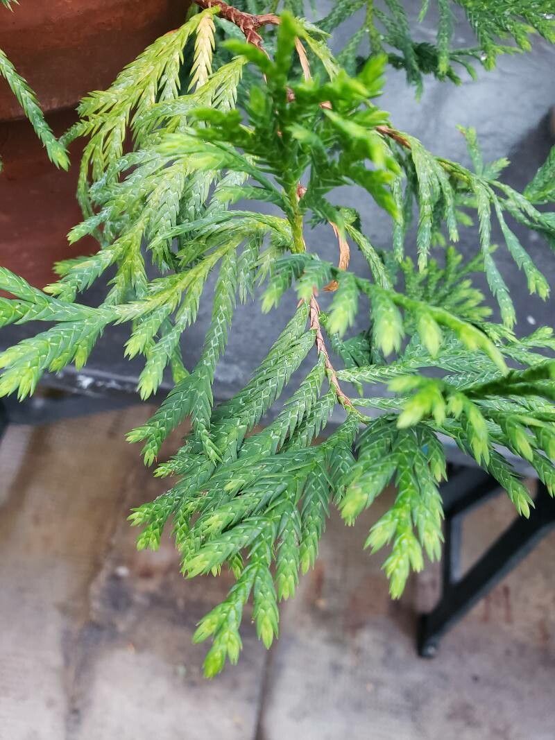 Cupressus vietnamensis — search result for 'Cupressus'