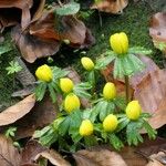 Eranthis hyemalis