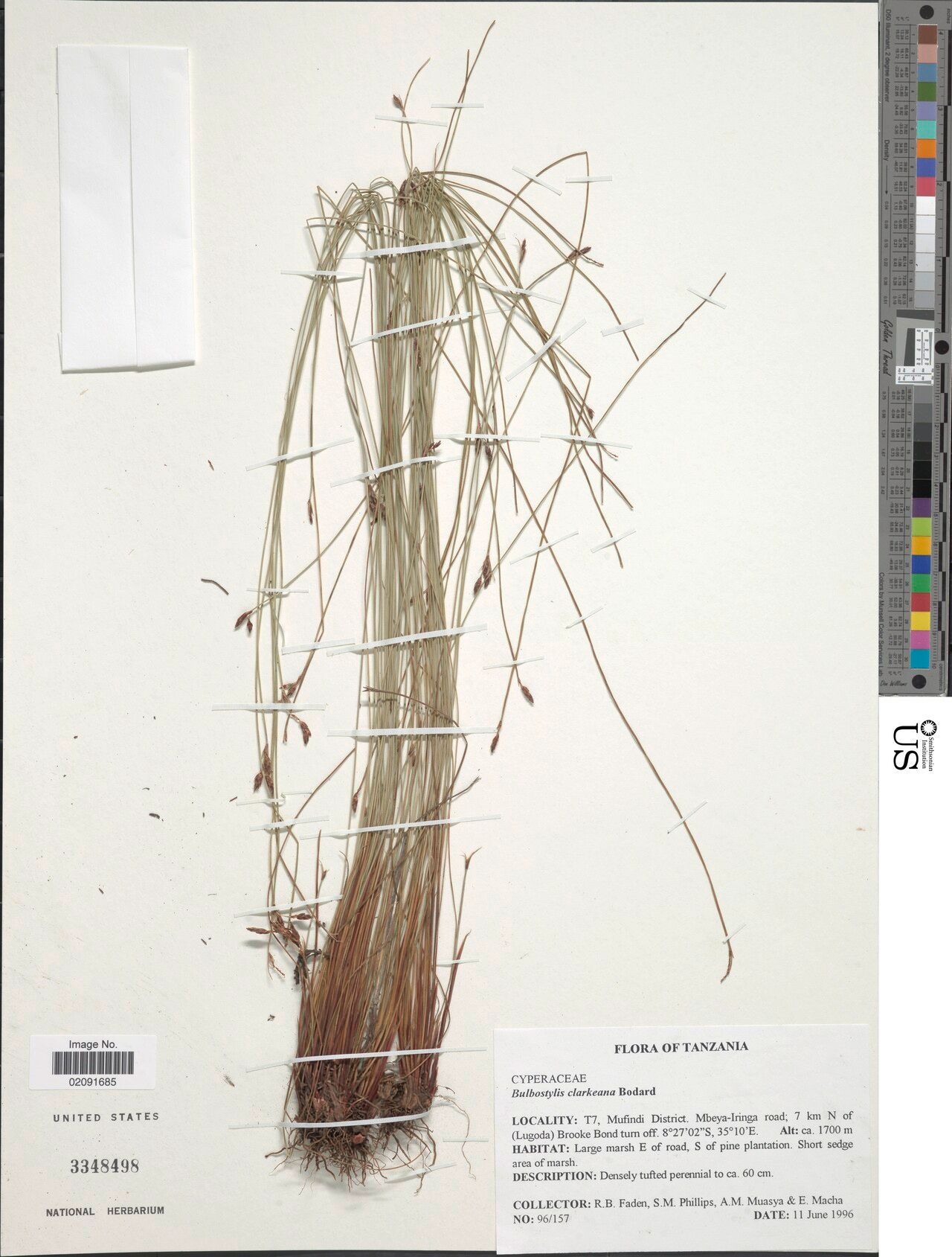 Bulbostylis clarkeana — houseplant care guide