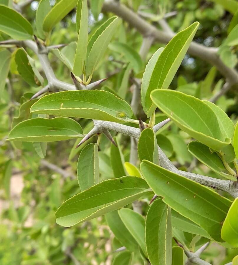 Ziziphus mistol — search result for 'Rhamnaceae'