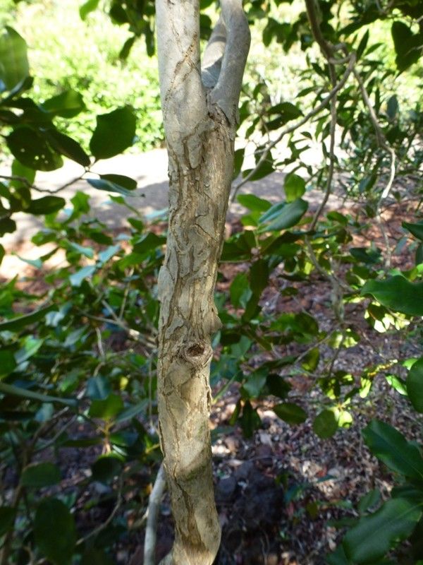Tristaniopsis vieillardii bark