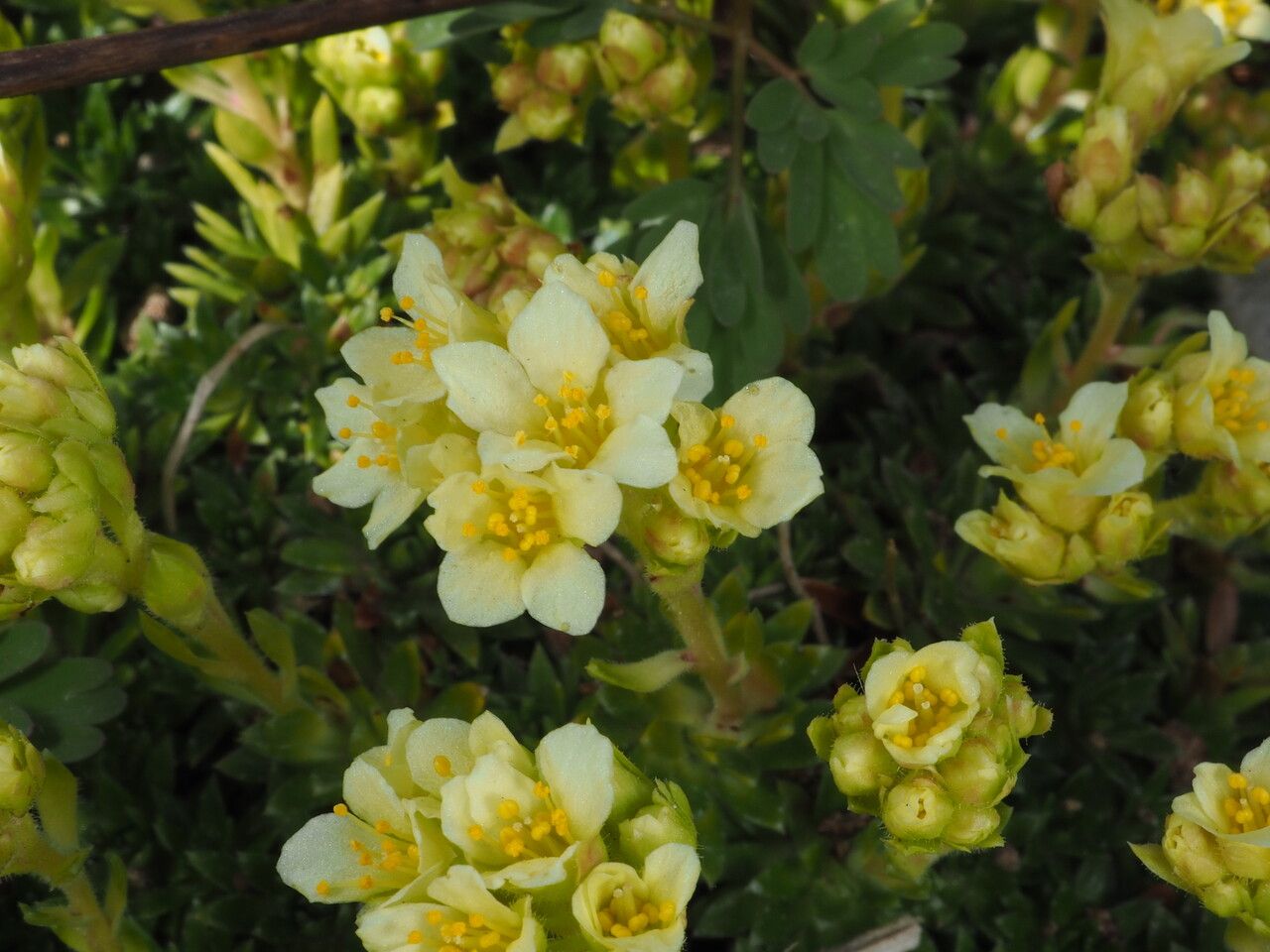Saxifraga × apiculata habit