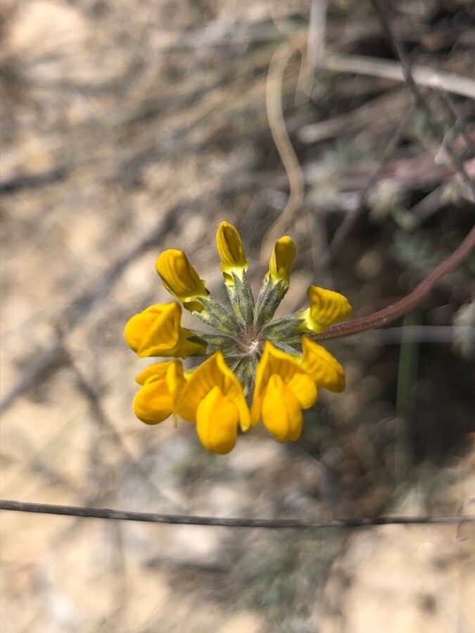 Hippocrepis commutata flower