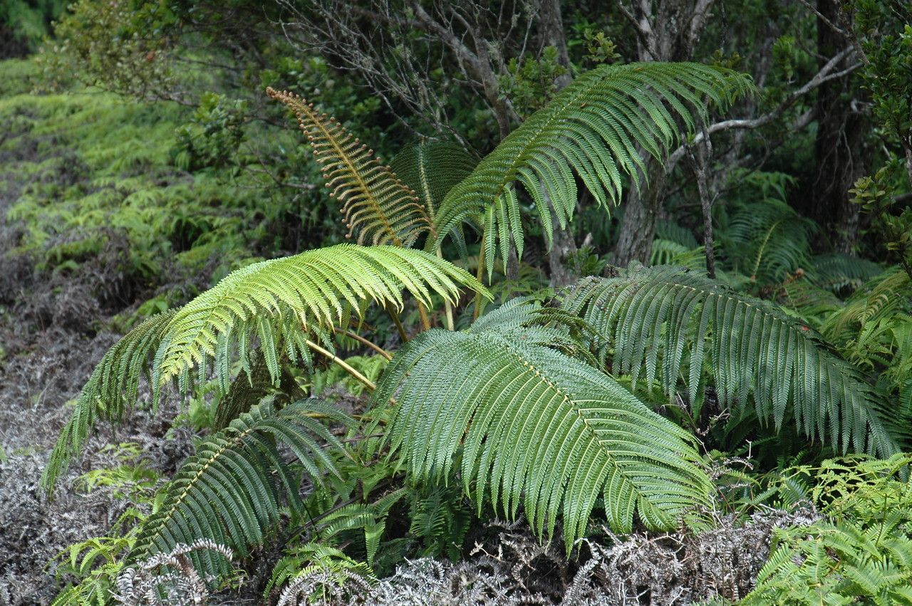 Sadleria cyatheoides leaf