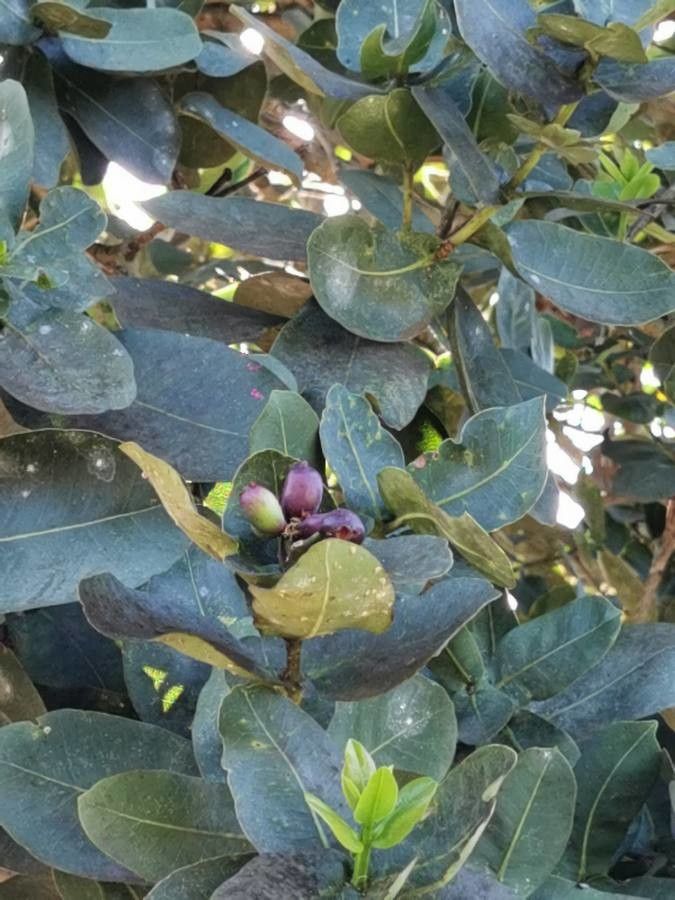Syzygium cordatum fruit