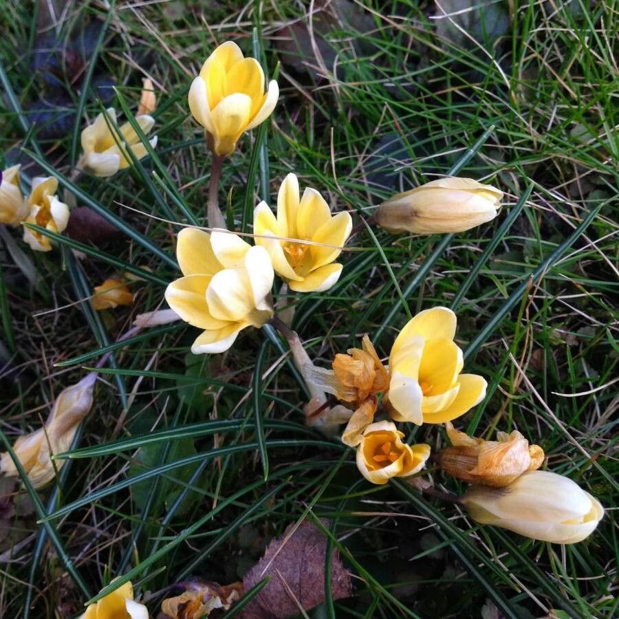 Crocus chrysanthus flower