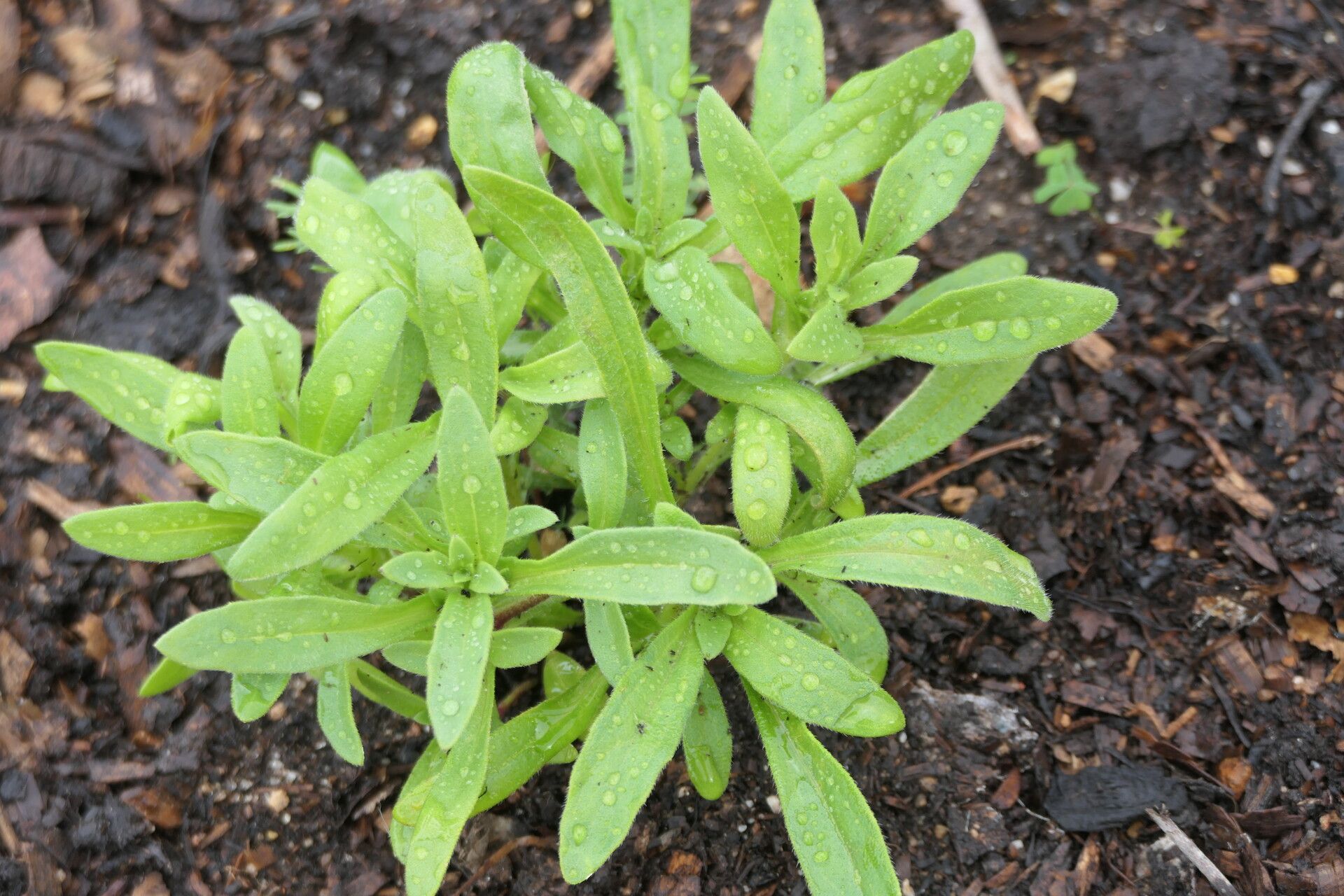 Felicia heterophylla — search result for 'Felicia'