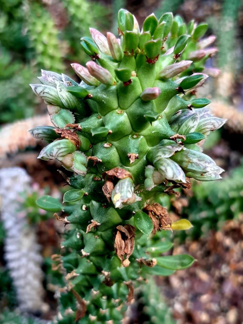 Euphorbia guentheri flower