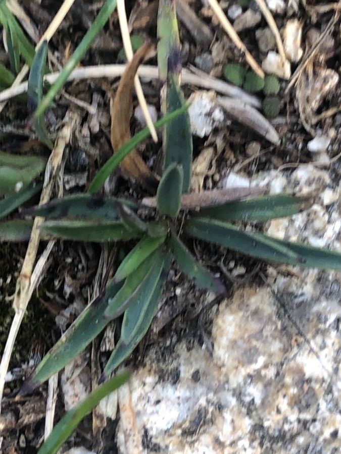 Dianthus legionensis — houseplant care guide