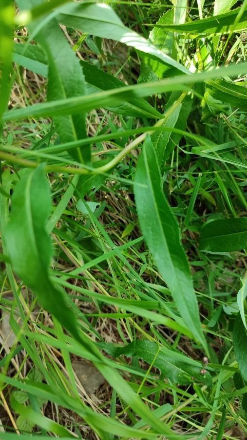 Lactuca sibirica — search result for 'Ukraine'